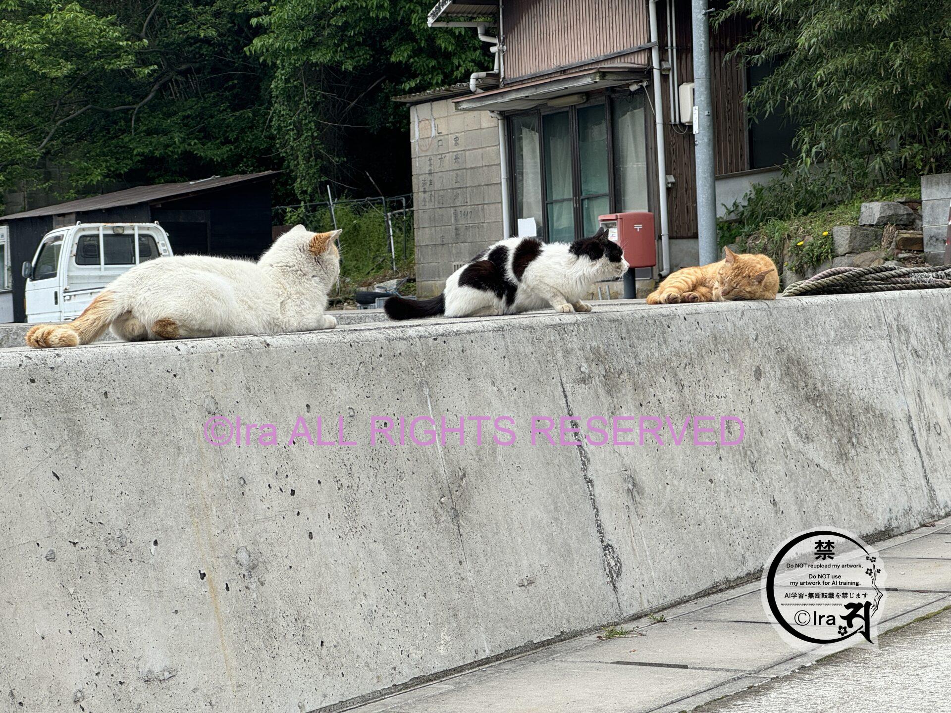 海外旅行で野良猫に会える場所のポイント.シンガポール観光/移住 IMG 8266
