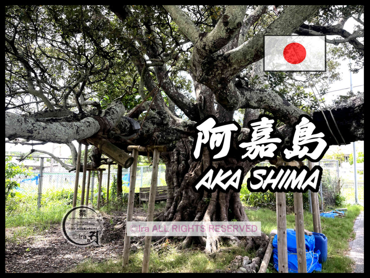 国際島漫画 まはらじま MAHARAJIMA｜作者 Ira（アイラ）