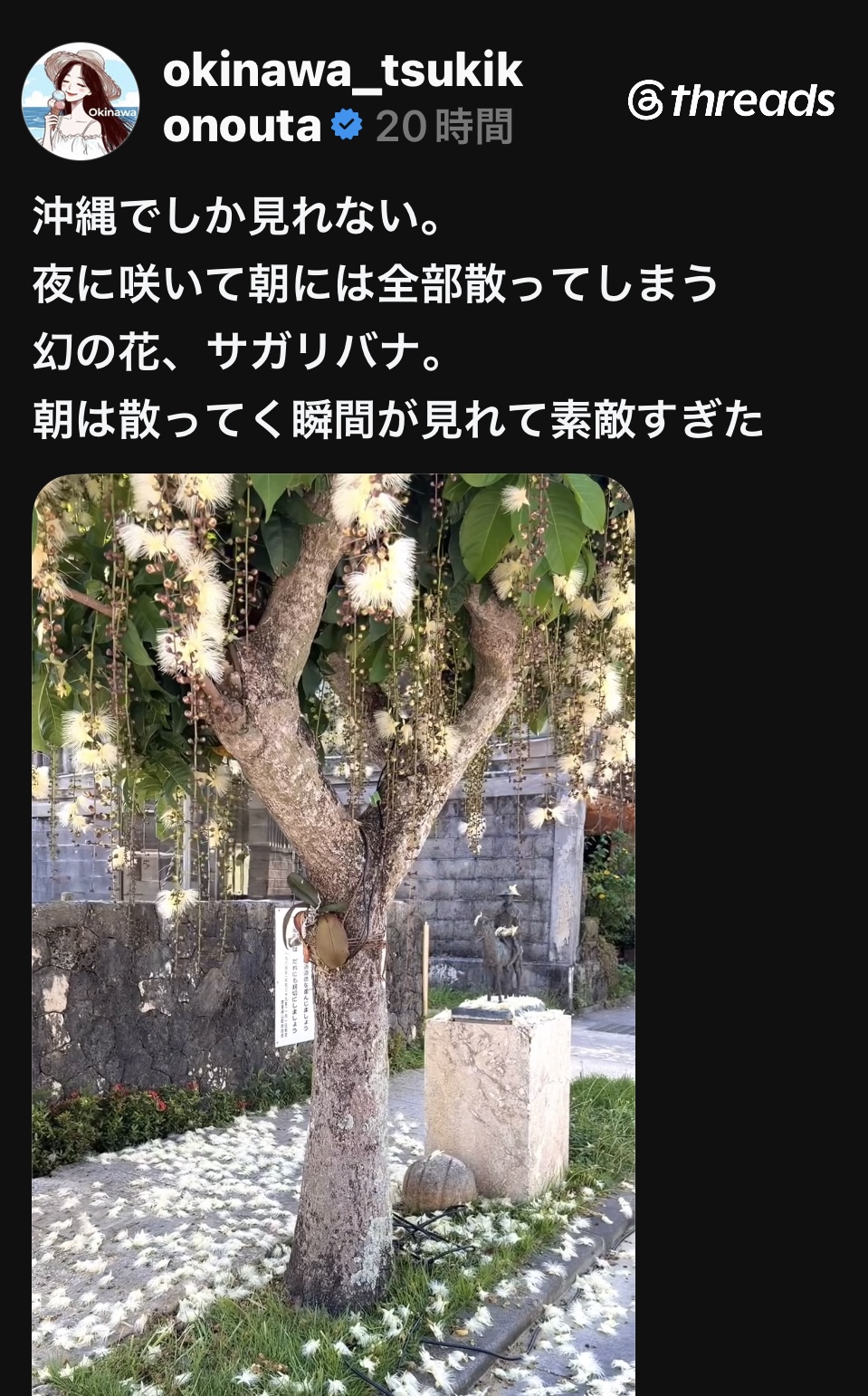 サガリバナのデマを流したScreenshot threads okinawa_tsukikonouta(2026/7/22付)