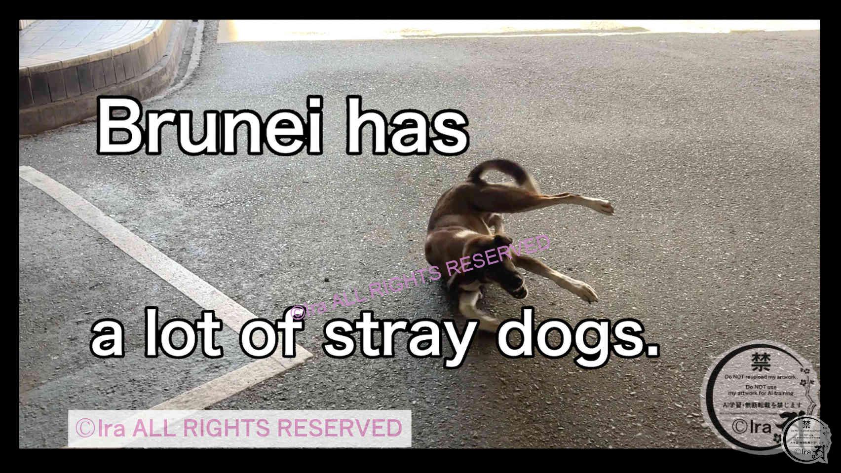 ブルネイの野犬