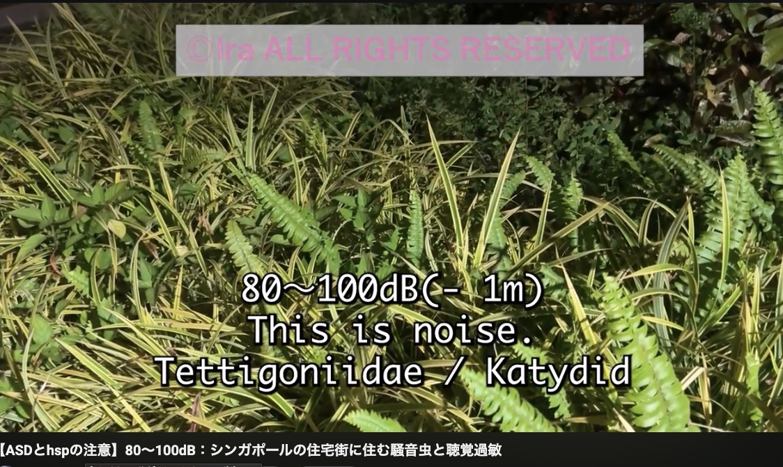 SGキリギリス騒音
