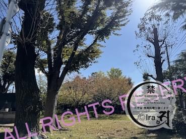 東京綾瀬市の公園。秋の紅葉